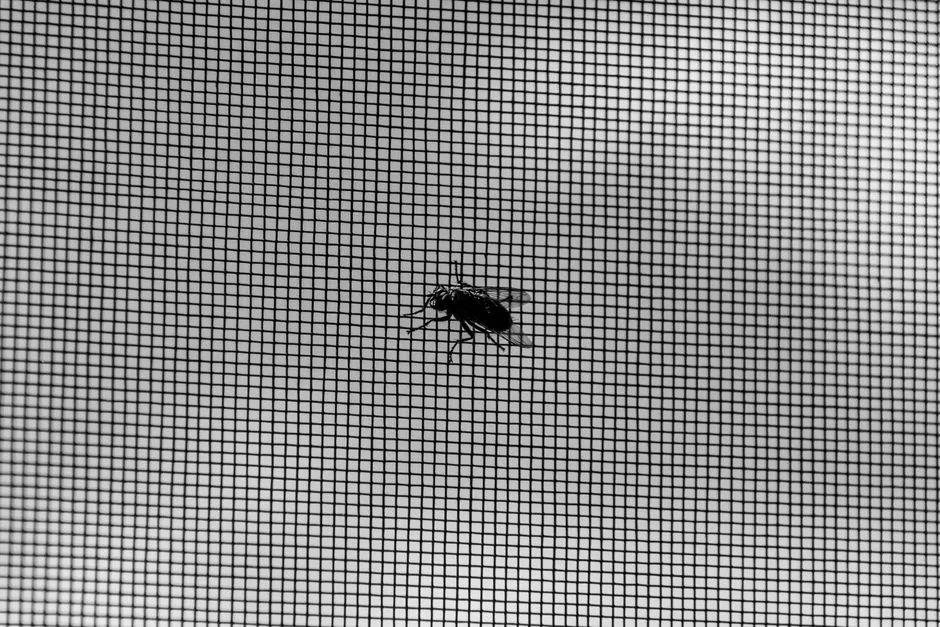 Fliegengitter am Fenster